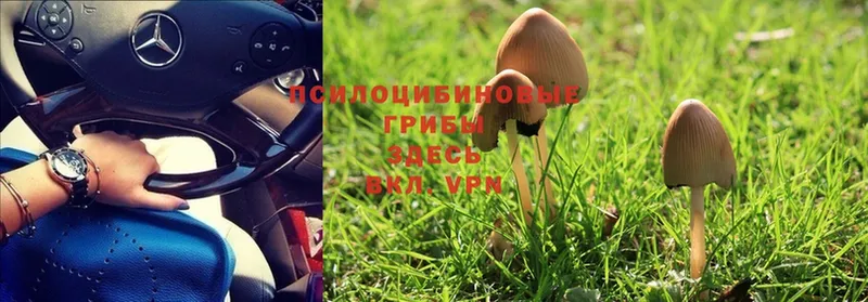 наркотики  Арсеньев  Галлюциногенные грибы Magic Shrooms 